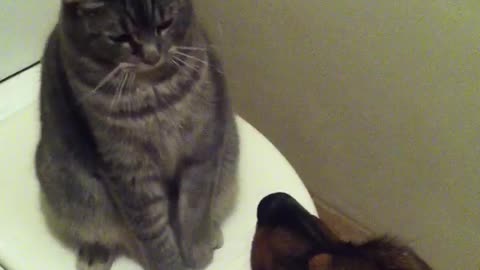 Grey cat licks brown dog ear slaps face