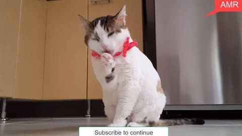 Watch what this cat is doing