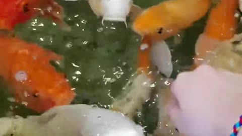 Interaction between goldfish and humans in a hotel.