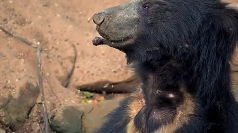 Bear play in water.