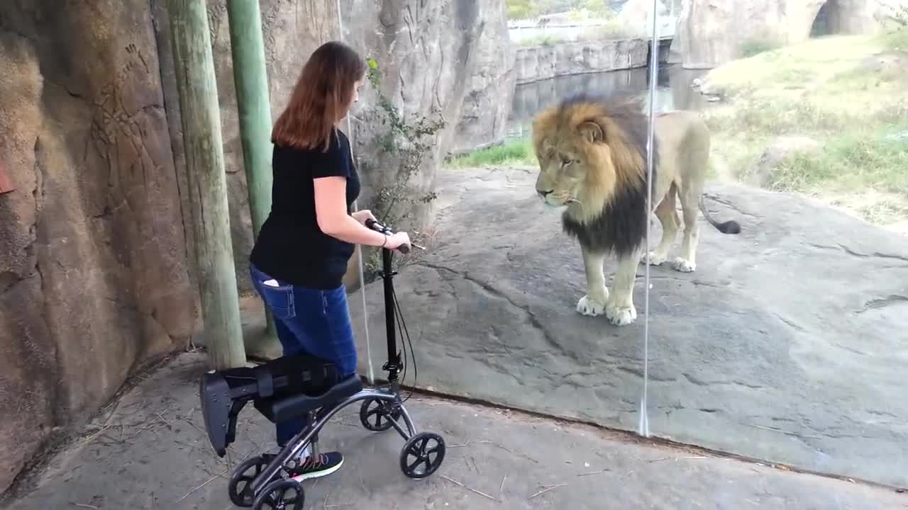 This Lion Really Wants Her Scooter Very pleasing