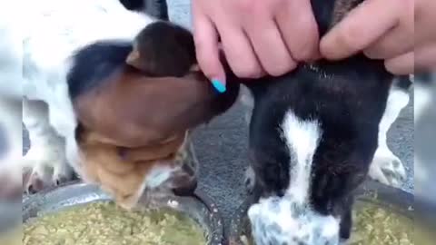 Funny Animal Videos 2022 Best Dogs Videos