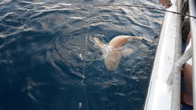 Big Nurse Shark