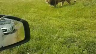 Big male lion