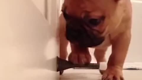 Persistent cute dog