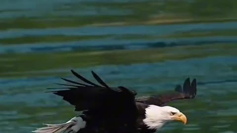 Eagle attack a sea snake