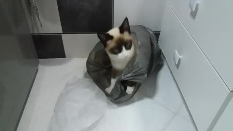 Qual gato não gosta de ficar na saca!