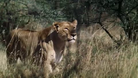 WORLD’S FASTEST ANIMALS FAIL! Grant’s Gazzele Take Down Cheetah With Horns, Lion Hunt Imapala Fail