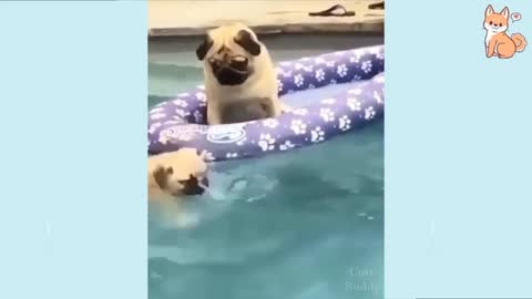 Dog Puppy Doing Swimming Funny Video || Rumble || Short Video