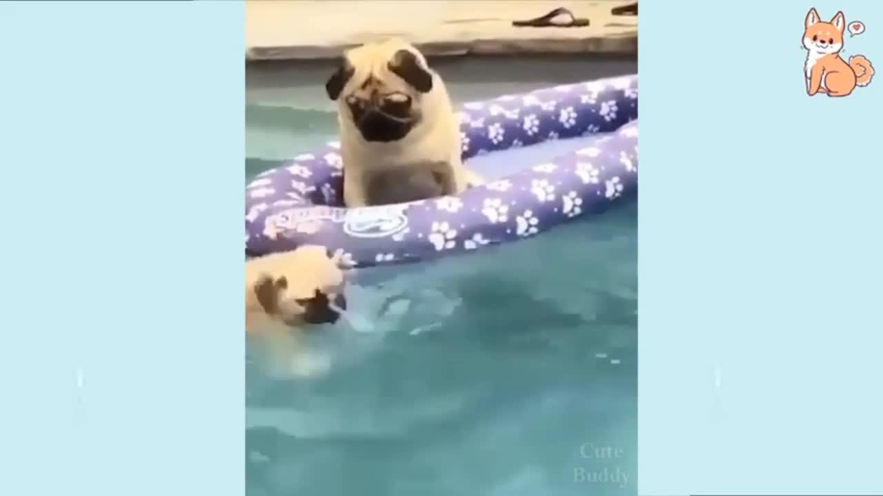 Dog Puppy Doing Swimming Funny Video || Rumble || Short Video