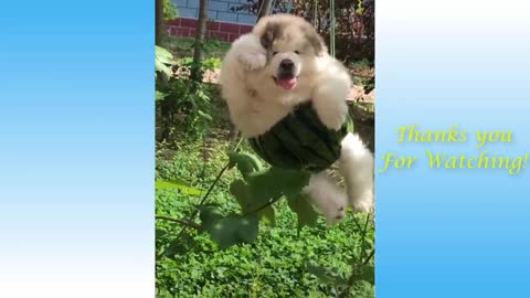 Funny videos, pets and funny cats😊😊😍