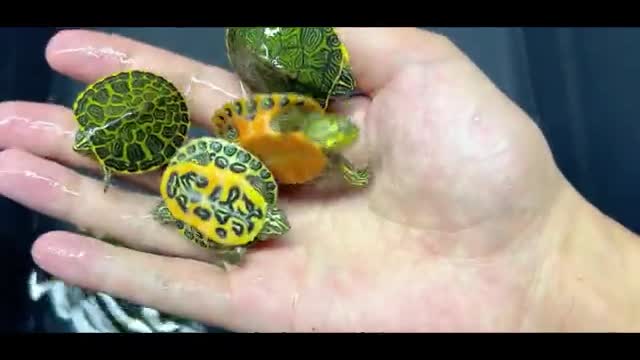 Newly hatched yellow-eared turtle