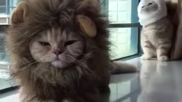 小猫咪扮大狮子!The little cat is dressed as a lion. 猫はライオンに扮する