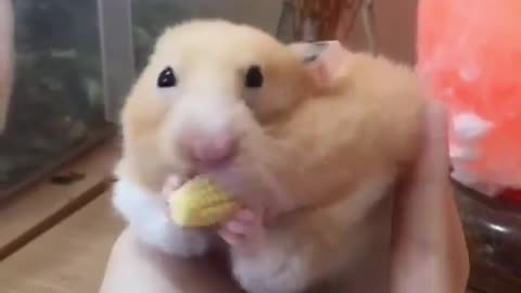 cute rat