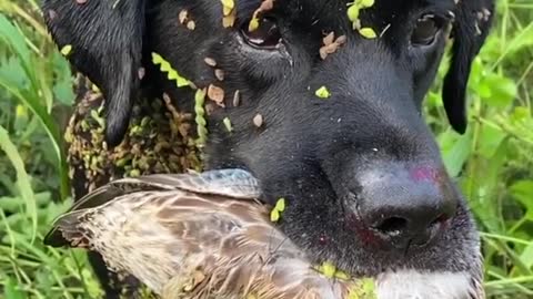 Dogs have hunted birds