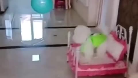 puppy playing with balloon ♡