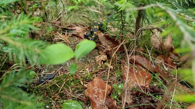 salamander in the Ukrainian Carpathians