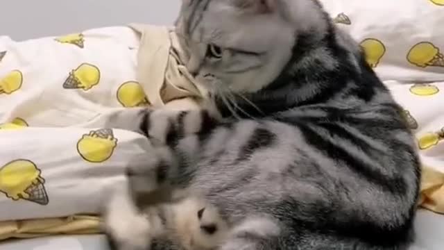 Is the kitten playing with its owner on the bed?