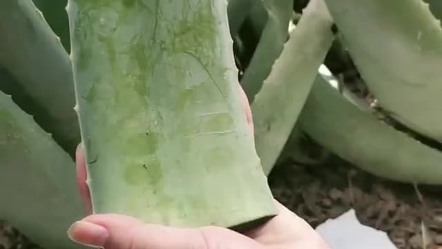 How to make Aloe vera gel at home