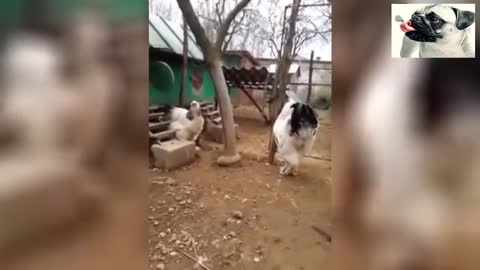 Funny chickens try not to the lunch