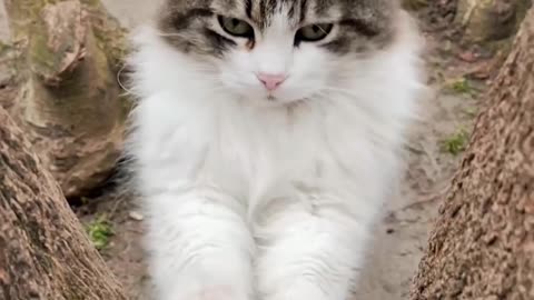 FUNNY CAT VIDEO!😀