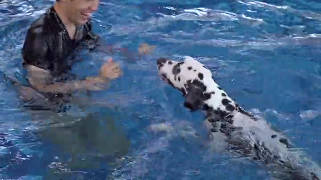 Young Man And Pet Dog Playing In Swimming Pool