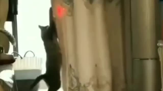 A cat playing light