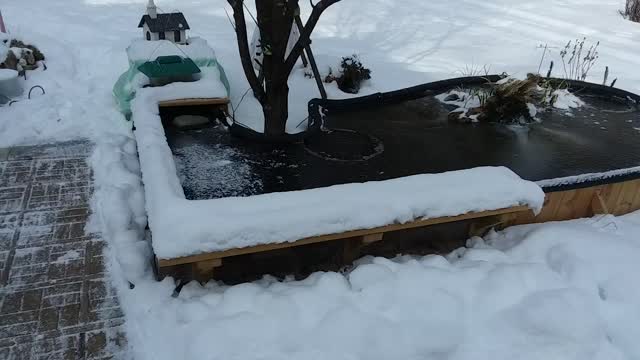 Koi Gold Fish Pond