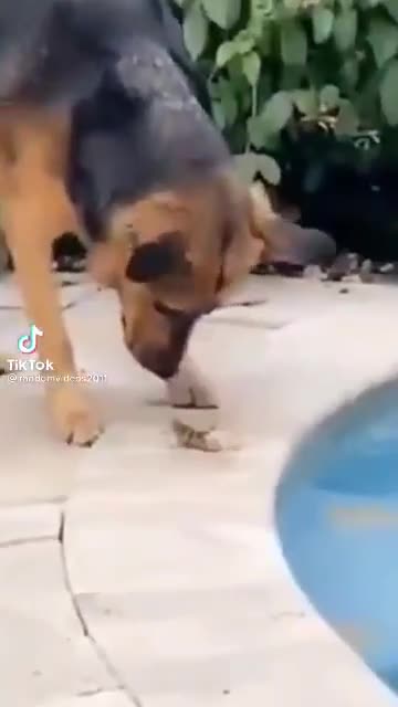 The dog saves lives #shorts