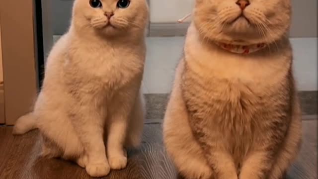 Why are cats and dogs cute when they are round