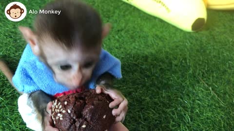 Cute monkey bibi washes and eats cake animal home