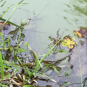 Spider Crossing Pond