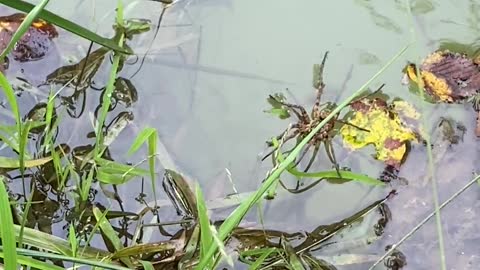 Spider Crossing Pond