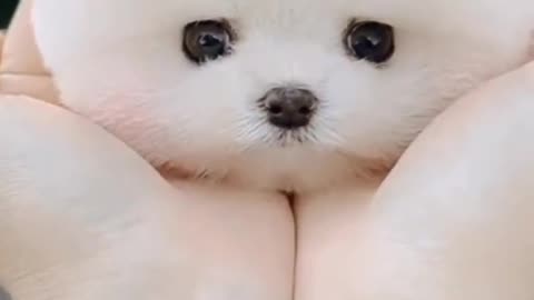 cute puppy lovers