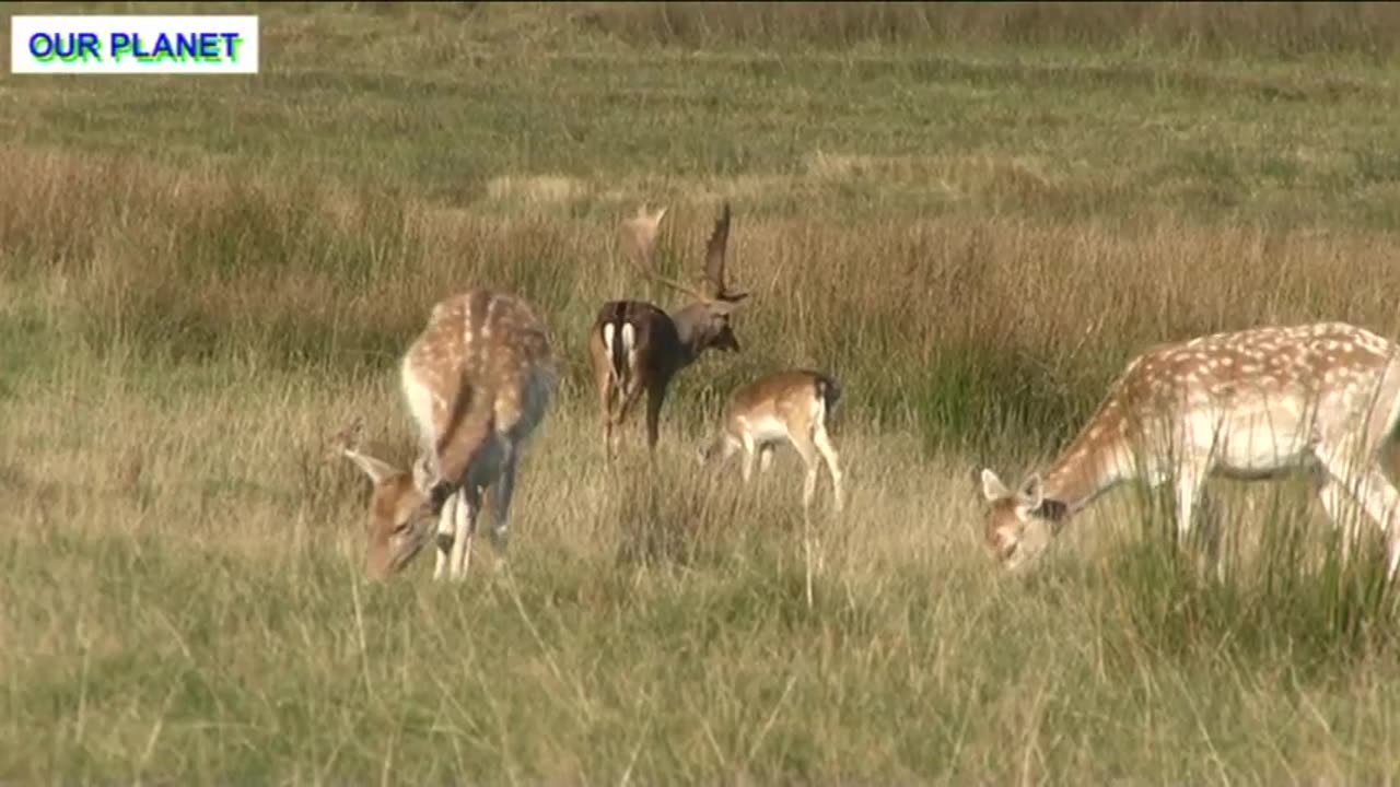 British wildlife