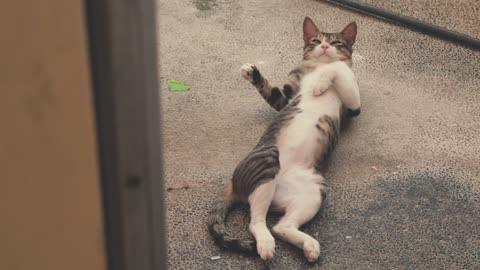 My cat on a cozy afternoon