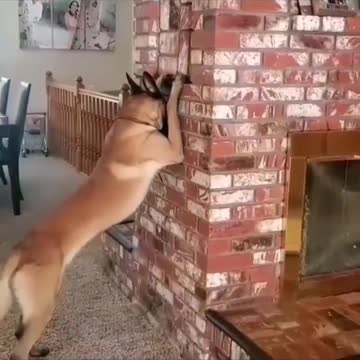 Baby and dog homes working