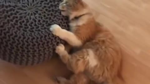 Funny cat🐈Don't try to hold back to laughter🐱