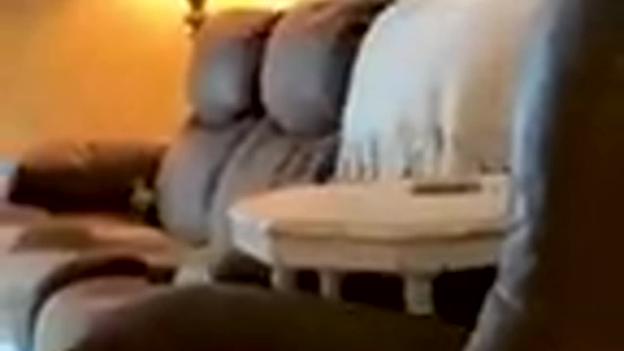 Funny animals dogs and cats funny videos 😂😂😂 🐕🐈