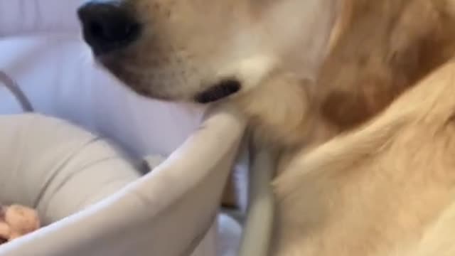 Cachorro Tomando Conta do Bebê