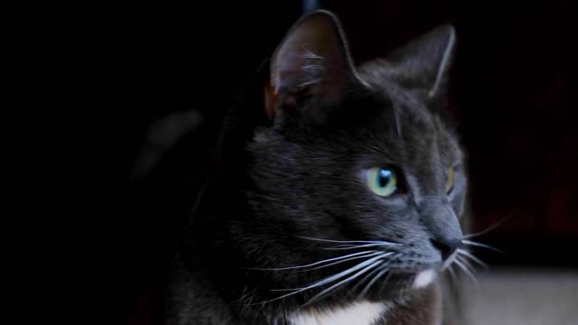 Black Cat 😺#Funnycat