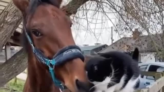 Love and affection among animals