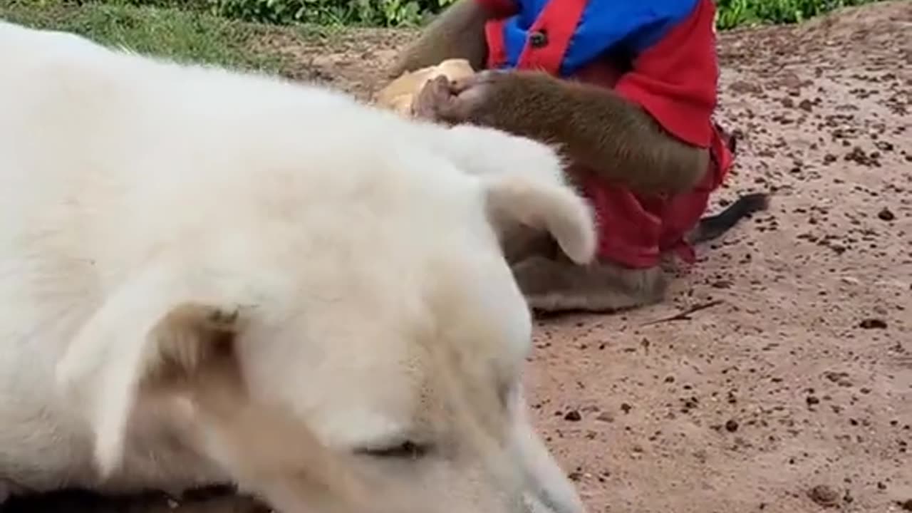 Monkey and dog lovers