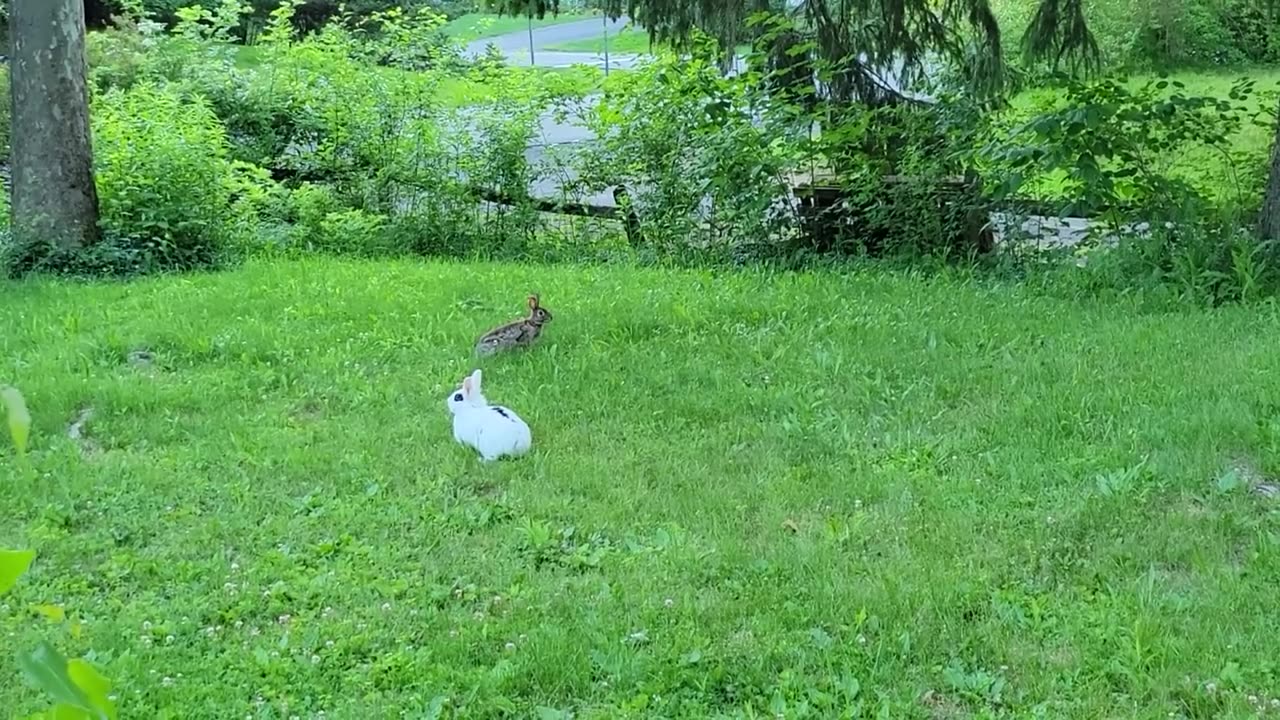 When PET Rabbit🐇 meets Wild Rabbit🐇 First Time