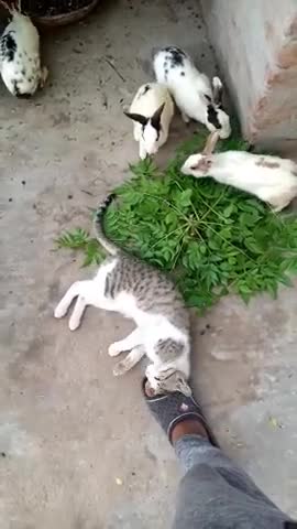 my cute cat 🐈 #shorts