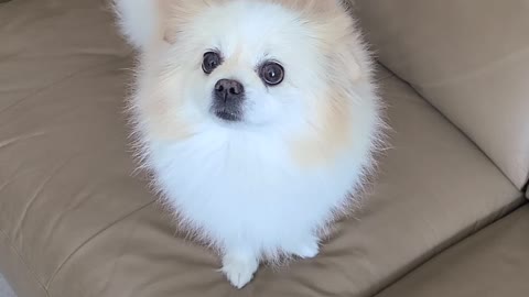 The puppy's face that wants to go for a walk.