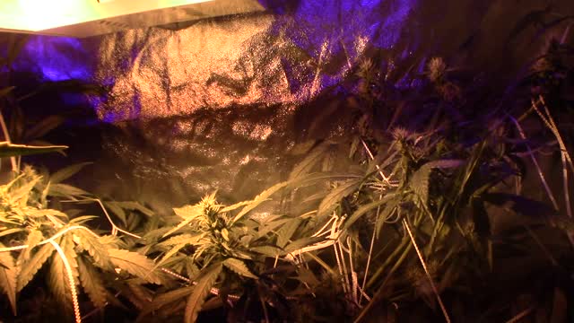 Batch #2 growth journal