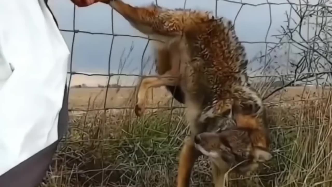 A very brave man rescues a coyote.