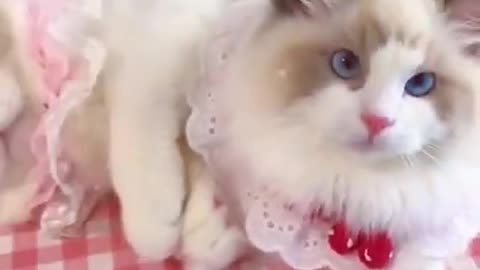 Aww cute cat funny similar videos ❤️