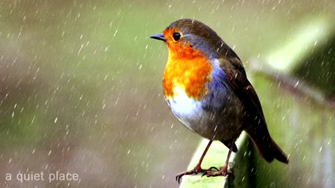 Birds Chirping and Singing in Rain Relaxation Meditation Nature Sounds